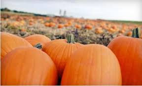 Pumpkin Patches Worth Knowing About